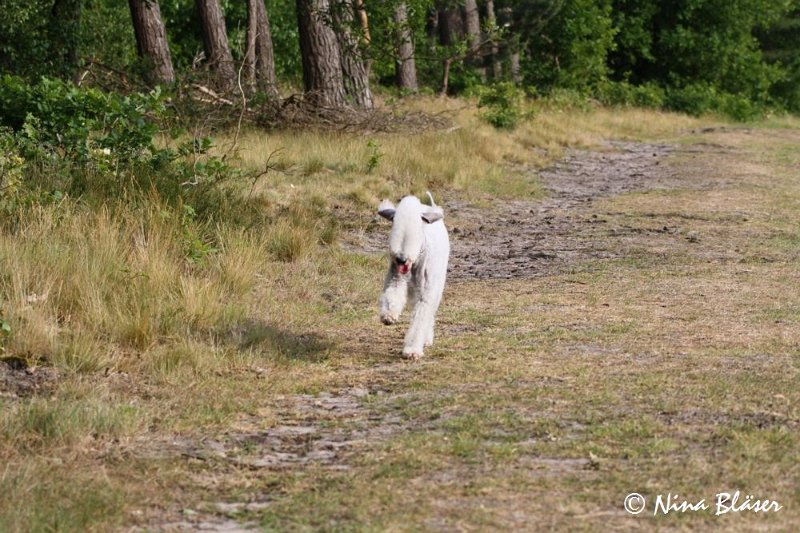 Airis Blue Volshebny Svet 2009-06-08 (20).JPG